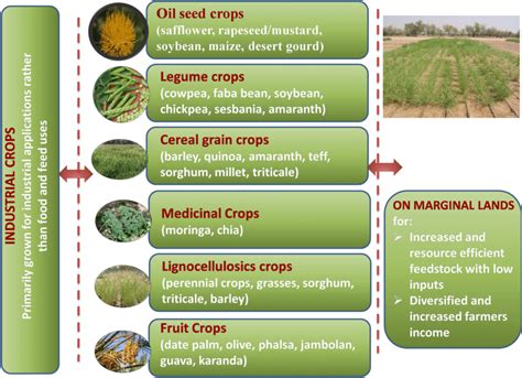 Diversified And Specialty Group Of Crops Oil Seeds Legumes Cereals