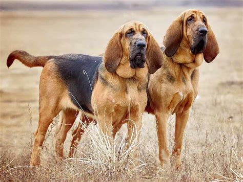 Hounds List Of All Hound Dog Breeds K9 Research Lab