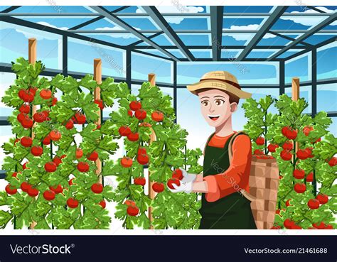 Farmer Harvesting Tomatoes Royalty Free Vector Image