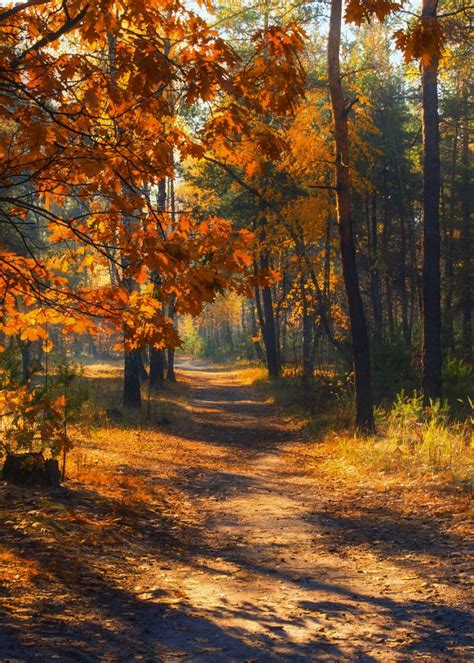 🇺🇦 Path In An Autumn Forest Kiev Ukraine By Mykhailo Sherman Cr🍂
