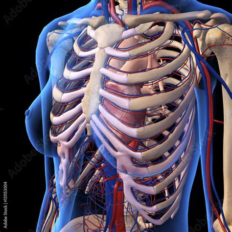 Female Chest Ribs And Heart In X Ray View Stock Illustration Adobe Stock