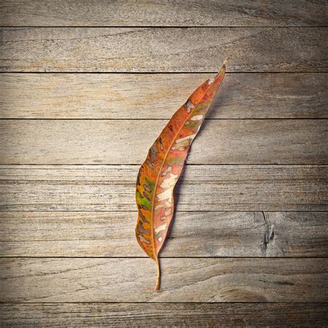 Autumn Fall Leaf Green Background Stock Photo Image Of Fallen