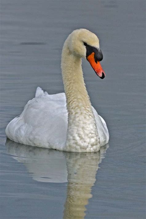 Mute Swan Cygnus Olor Bird