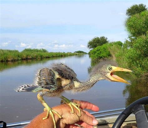 To know when you should intervene—and how you can help if needed—ask yourself the questions below. Baby blue heron (now we see how dinosaurs turned into ...