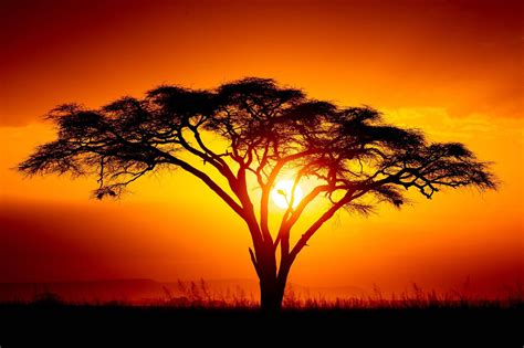 Hello everyonein this video ill show you the process of my african landscape silhouette painting. Pin by Simply American Home & Pet on Paintings to Stare At ...