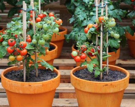 Tips For Growing Cherry Tomatoes In Pots Effective