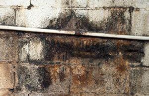 Efflorescence is the white powdery substance on the surfaces of unsealed concrete and the white blush seen with sealed floors. Efflorescence | Basement Leaks | Wet Basement Walls