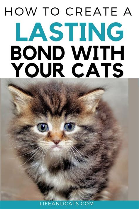 Time Patience And Understanding Creating A Bond With Your Cat Life