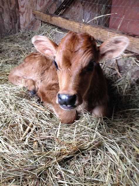 You should also not give a cooling sponge bath to your baby without first providing a fever reliever. My Barefoot Farm: Milk Fever and Two New Calves