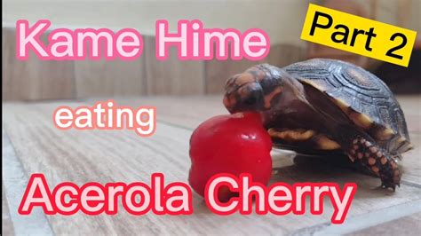 Tortoise Eating Acerola Cherry Part Barbados Cherry West Indian