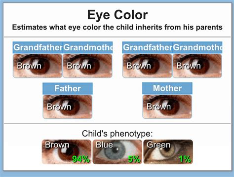 Baby Eye Color Calculator Chart And Predictor Momjunction Baby Eye