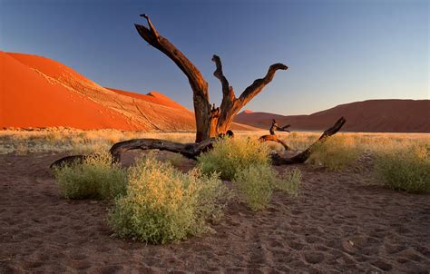 Wallpaper Sand Sunset Tree Barkhan Africa The Bushes Namibia The