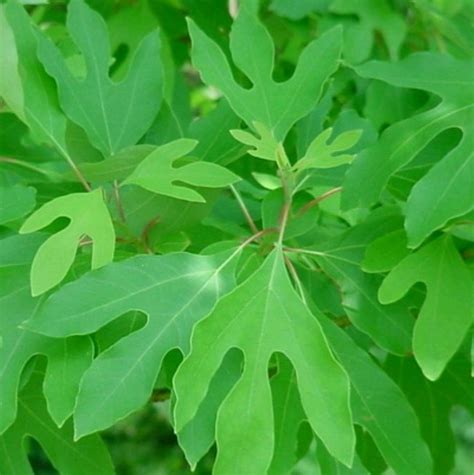 Sassafras is a genus of three extant and one extinct species of deciduous trees in the family lauraceae, native to eastern north america and eastern asia. Sassafras albidum | Viveros Van den Berk