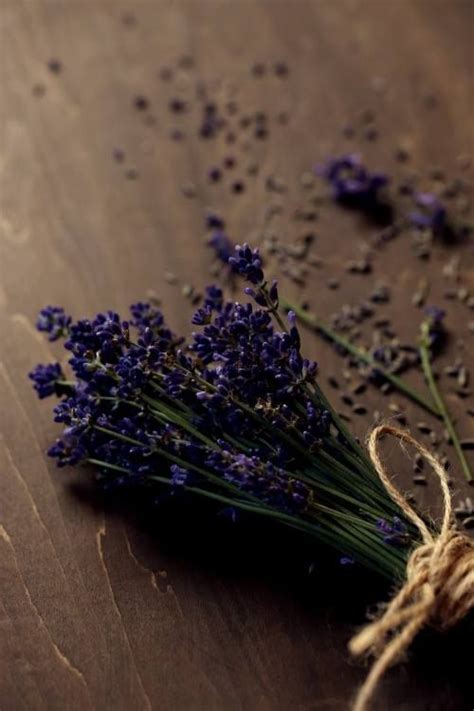 Witch Aesthetic Brown Aesthetic Aesthetic Vintage Lavender Herb