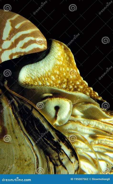 Nautilus Nautilus Macromphalus Close Up Of Head Stock Photo Image