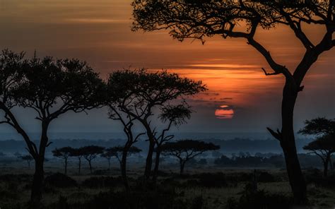 African Savanna Sunset