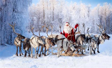 Santas Sleigh Is Pulled By Female Reindeer