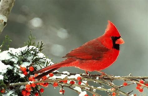 42 Cardinal Birds In Snow Wallpaper Wallpapersafari