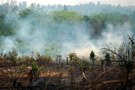Manajemen hutan di indonesia telah lama dijangkiti oleh korupsi. Perbankan Dituding Ikut Andil dalam Pembakaran Hutan - TuK ...