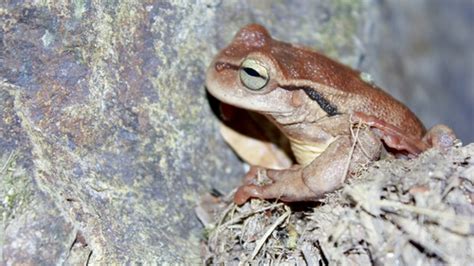 Hartwegs Spikethumb Frog Plectrohyla Hartwegi · Inaturalist Canada
