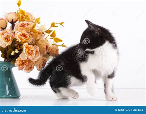 Kitten With Flowers Stock Photo Image Of Furry Fluffy 123551976