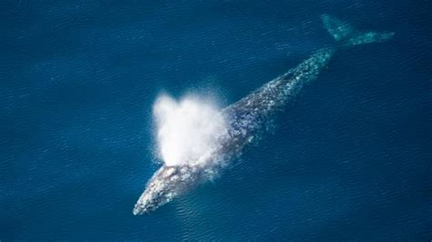 Bbc Earth Whales Do Not Catch Colds But They Do Get Snotty Blowholes