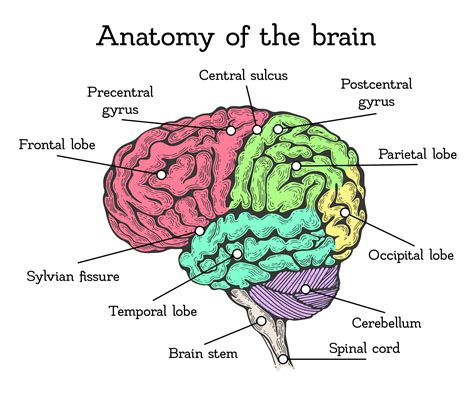The Diagram Shows The Parts Of The Human Brain