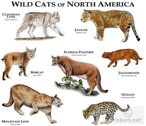 Wild Cats Of North America Wild Cats Small Wild Cats Animals Wild