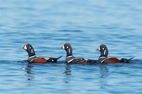 A Trio Of Harlequin Ducks On A Rocky Shore Of Coastal British Columbia