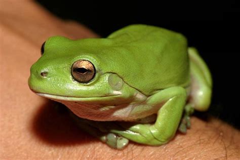 Worlds First Fluorescent Frog Discovered In South America
