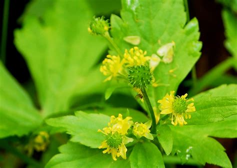 Most wildflowers growing in ireland are also found in britain and northern europe and over 800 of these species are native in ireland. master naturalist in training: Edible wild plants, Wild ...
