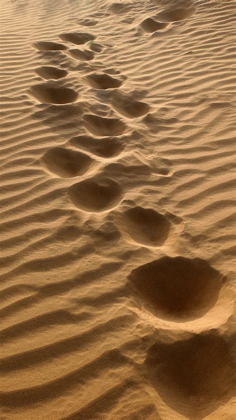 Camel Tracks In The Thar Photo