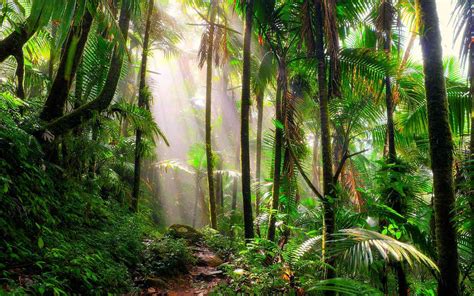 Trees In The Tropical Rainforest