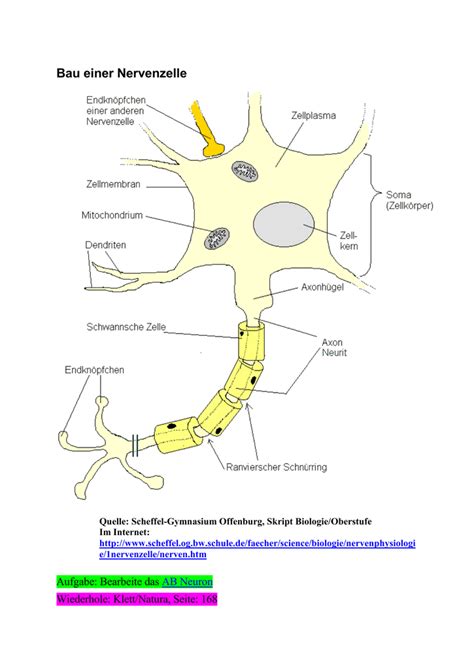 Diese nervenzellfasern enden in einer verzeigung mit kleinen (3) endknöpfchen, die am zellkörper einer nachfolgenden nervenzelle anliegen. Nervenzelle Anatomie | www.picswe.net
