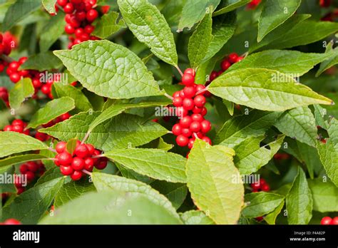 Winterberry Holly Ilex Verticillata Winter Red Shrub Leaves And