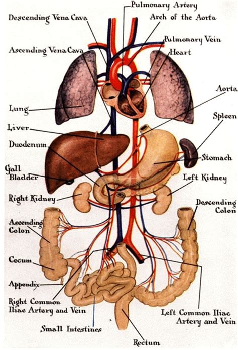 Pictures Of The Human Anatomy Organs Human Body Diagram Human Organ