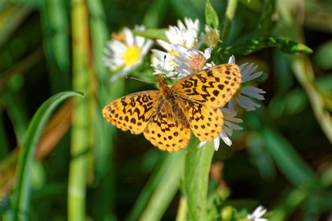 Butterflies of Pennsylvania — Lehigh Valley Audubon Society