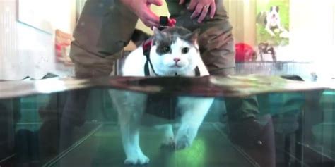Buddha The Fat Cat Loses Weight On A Water Treadmill