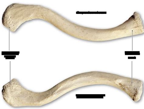 Right Clavicle Anterior And Posterior Diagram Quizlet