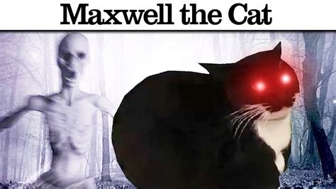 Maxwell The Horror Cat Youtube