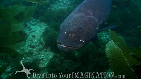 Giant Black Sea Bass Huge Fish Ocean Animals Creature Feature
