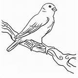 Canary Coloring Clipart Cliparts Coloringbay Library Favorites sketch template