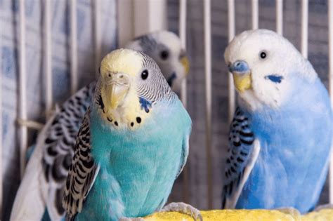 How Do Parakeets Sleep Everything That You Need To Know