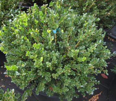 Its average texture blends into the landscape, but can be balanced by one or two finer or coarser trees or shrubs for an effective composition. Buxus microphylla var. koreana Winter Gem Little Leaf ...