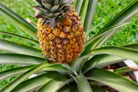 Baby Pineapple Inside Nanabreads Head