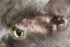 People are all around us. Gestion d'un cas de prurit facial chez un chat - DermaVet