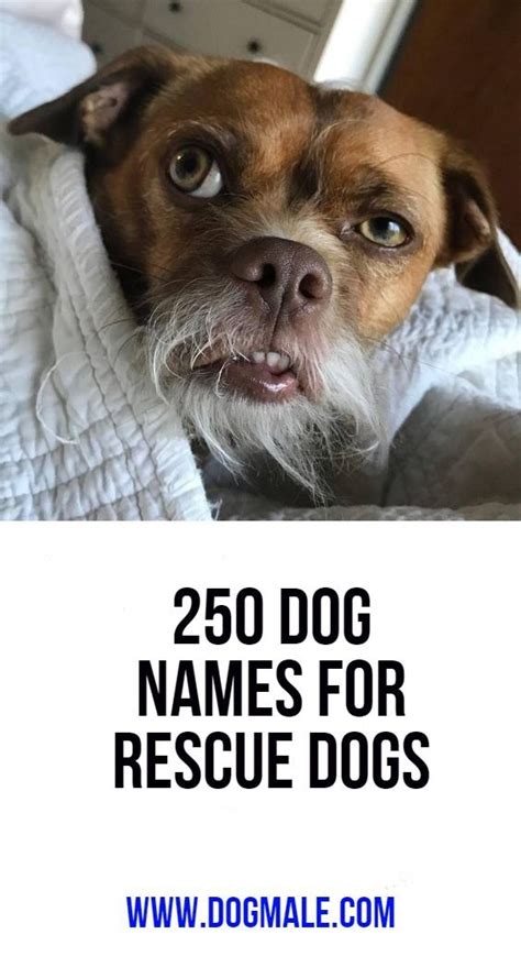 From classic dog names to trendy options. 250 Dog Names for Rescue Dogs | Rescue dogs, Cool pet names