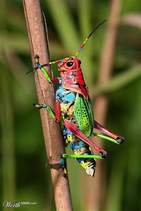Colorful Cricket Beautiful Bugs