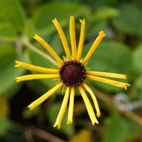 Specific epithet means downy below for the hairs on the underside of leaves. Rudbeckia subtomentosa 'Henry Eilers' - Arboreus