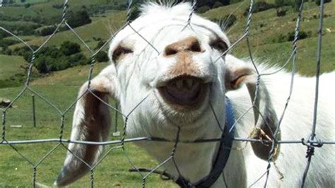 Funny Goats Compilation Funny Goats Screaming Hd Epic Laughs